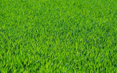 grass-54e7d04a42_1280 grass-54e7d04a42_1280